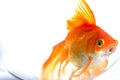 Goldfish/fantail. Royalty Free Stock Photo