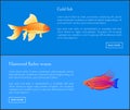 Gold Fish and Flasher Posters Vector Illustration