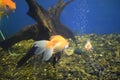Goldfish with fine beautiful scale, fins, and tail