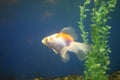 Goldfish with fine beautiful scale, fins, and tail