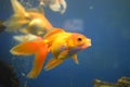 Goldfish with fine beautiful scale, fins, and tail