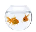 Goldfish in fish bowl, against white background Royalty Free Stock Photo