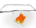 Goldfish in fish bowl with water drops bubbles on white background
