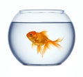 Goldfish in a fishbowl Royalty Free Stock Photo