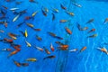 Goldfish blue background Royalty Free Stock Photo