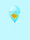 Goldfish fly in balloon . Mixed media, Gold fish swimming in blue balloons on blue background, Goldfish are smiling