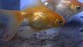 Golden fishes in an Aquarium