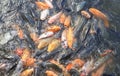 The goldfish is a freshwater fish in the family Cyprinidae of order Cypriniformes