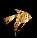 Goldfish fulfills desires. Angel fish vector silhouette isolated on black background. Aquarium fish, exotic under water world. Royalty Free Stock Photo