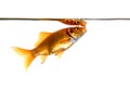 Goldfish gasping for air Royalty Free Stock Photo