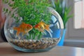 goldfish in a glass bowl with pebbles and artificial plant Royalty Free Stock Photo