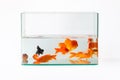 Goldfish in glass fish tank isolated