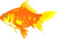 The Gold Fish Animal