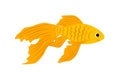 Goldfish. Gold fish. Orange fish. Flat, cartoon, vector