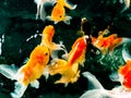 Goldfish Royalty Free Stock Photo