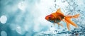 A Goldfish Gracefully Defies Gravity, Leaping From Its Watery Abode Royalty Free Stock Photo