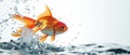 A Goldfish Gracefully Defies Gravity, Leaping From Its Watery Abode