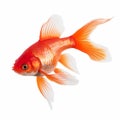 Ultra Hd Red Goldfish Photo On White Background