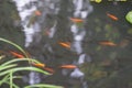 Goldfish and gray small fish swim in the pond Royalty Free Stock Photo