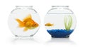 Goldfish Habitats Royalty Free Stock Photo