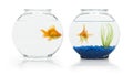 Goldfish Habitats Royalty Free Stock Photo