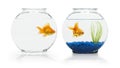 Goldfish Habitats Royalty Free Stock Photo