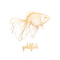 Goldfish illustration, drawing sketch