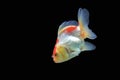 Goldfish isolated on black background Royalty Free Stock Photo