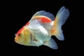 Goldfish isolated on black background Royalty Free Stock Photo