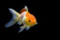 Goldfish isolated on black background. Goldenfish isolated on black background. Thailand Royalty Free Stock Photo