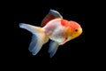 Goldfish isolated on black background. Goldenfish isolated on black background. Thailand Royalty Free Stock Photo