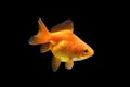 Goldfish isolated on black background. Goldenfish isolated on black background. Thailand Royalty Free Stock Photo