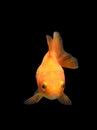 Goldfish isolated on black background. Goldenfish isolated on black background. Thailand Royalty Free Stock Photo