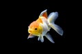 Goldfish isolated on black background. Goldenfish isolated on black background. Thailand Royalty Free Stock Photo