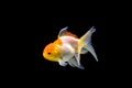 Goldfish isolated on black background. Goldenfish isolated on black background. Thailand Royalty Free Stock Photo