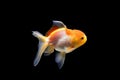 Goldfish isolated on black background. Goldenfish isolated on black background. Thailand Royalty Free Stock Photo