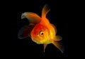 Goldfish isolated on black background