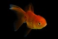 Goldfish isolated on black background