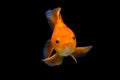 Goldfish isolated on black background. Orange goldenfish isolated on black background. Thailand Royalty Free Stock Photo