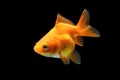 Goldfish isolated on black background. Orange goldenfish isolated on black background. Thailand Royalty Free Stock Photo