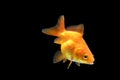 Goldfish isolated on black background. Orange goldenfish isolated on black background. Thailand Royalty Free Stock Photo