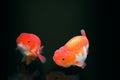 Goldfish isolated on black or dark background