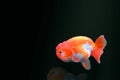 Goldfish isolated on black or dark background
