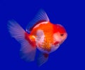 Goldfish isolated in a blue background