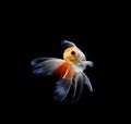 goldfish isolated on a dark black background