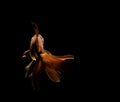 .goldfish isolated on a dark black background