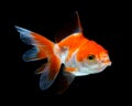 goldfish isolated on a dark black background