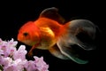 Goldfish isolated and flowers foreground on black background