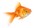 Goldfish isolated on white background Royalty Free Stock Photo