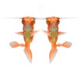 Goldfish isolated on white background Royalty Free Stock Photo